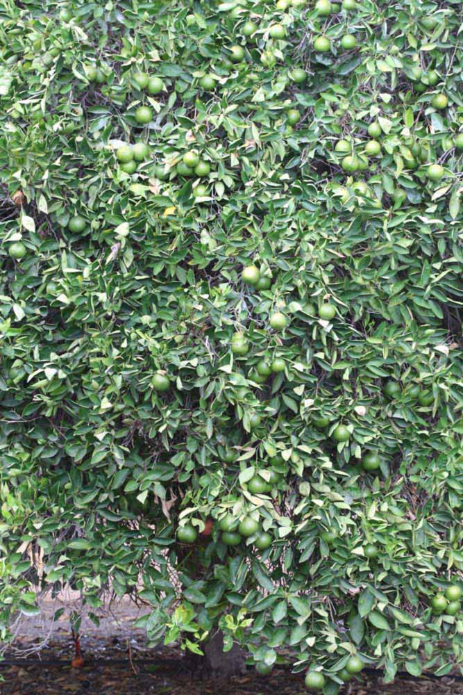            Habit (Riverside, CA)   